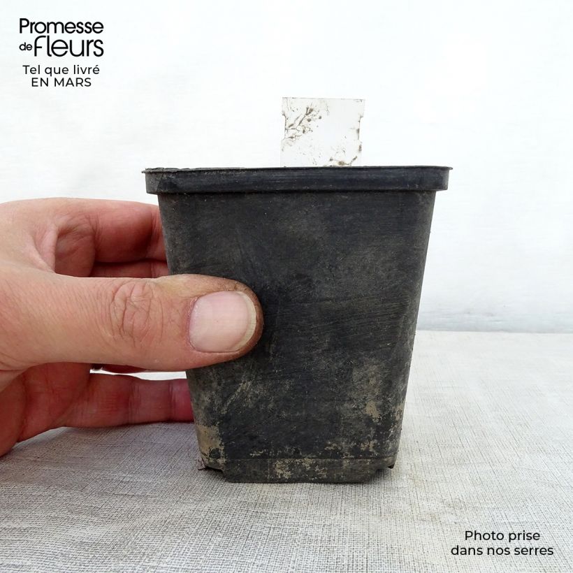 Spécimen de Phlomis du Cachemire - Phlomis cashmeriana Godet de 9cm tel que livré au printemps