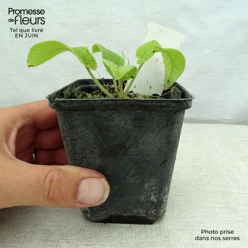 Spécimen de Phlomis du Cachemire - Phlomis cashmeriana Godet de 8/9 cm tel que livré en été