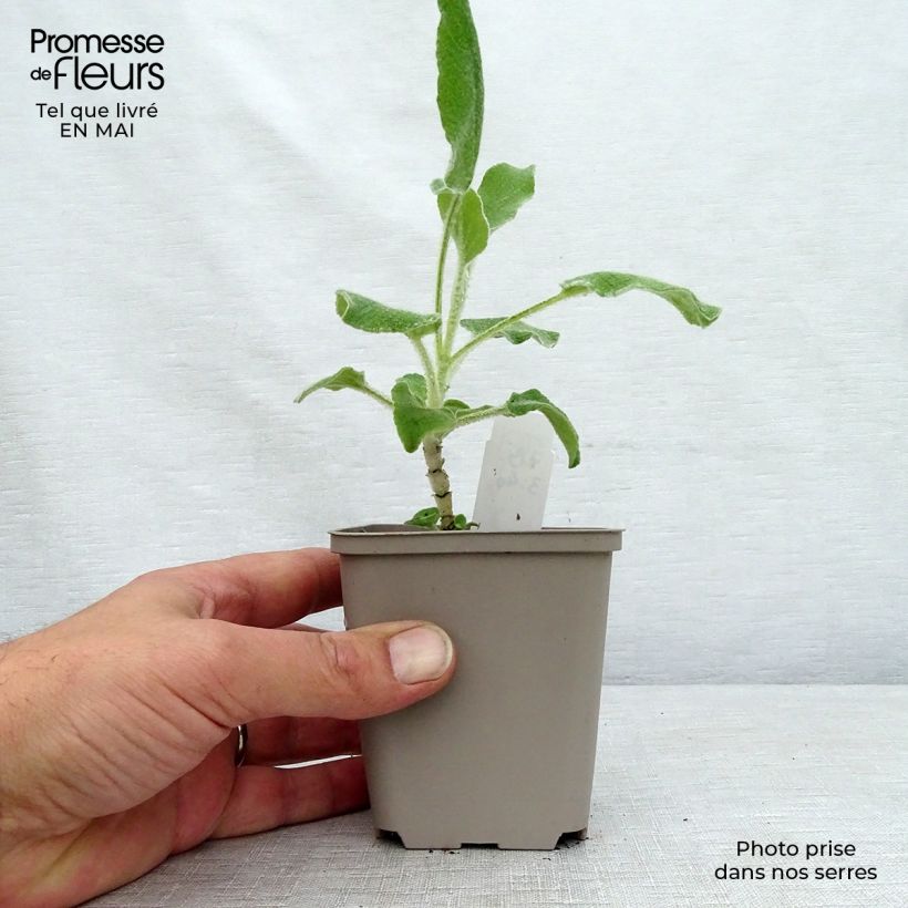 Spécimen de Phlomis fruticosa - Sauge de Jérusalem Godet de 9cm tel que livré au printemps