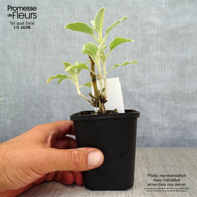 Spécimen de Phlomis fruticosa - Sauge de Jérusalem Godet de 8/9 cm tel que livré en été
