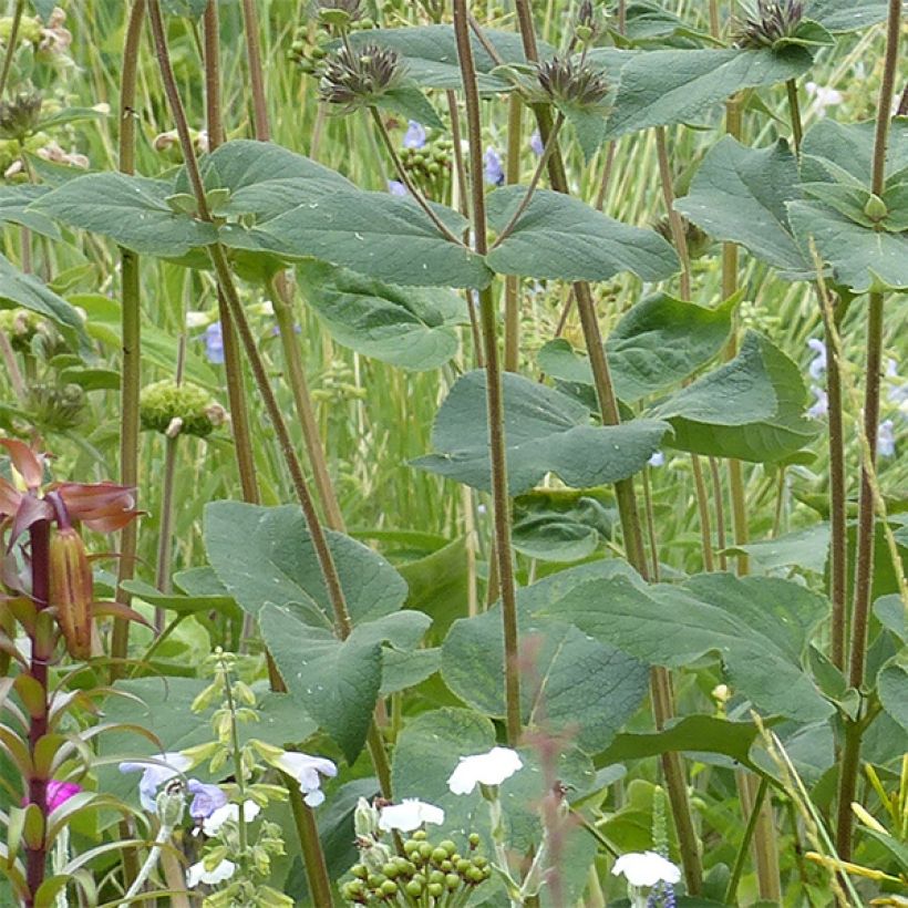 Sauge de Jerusalem - Phlomis samia (Feuillage)