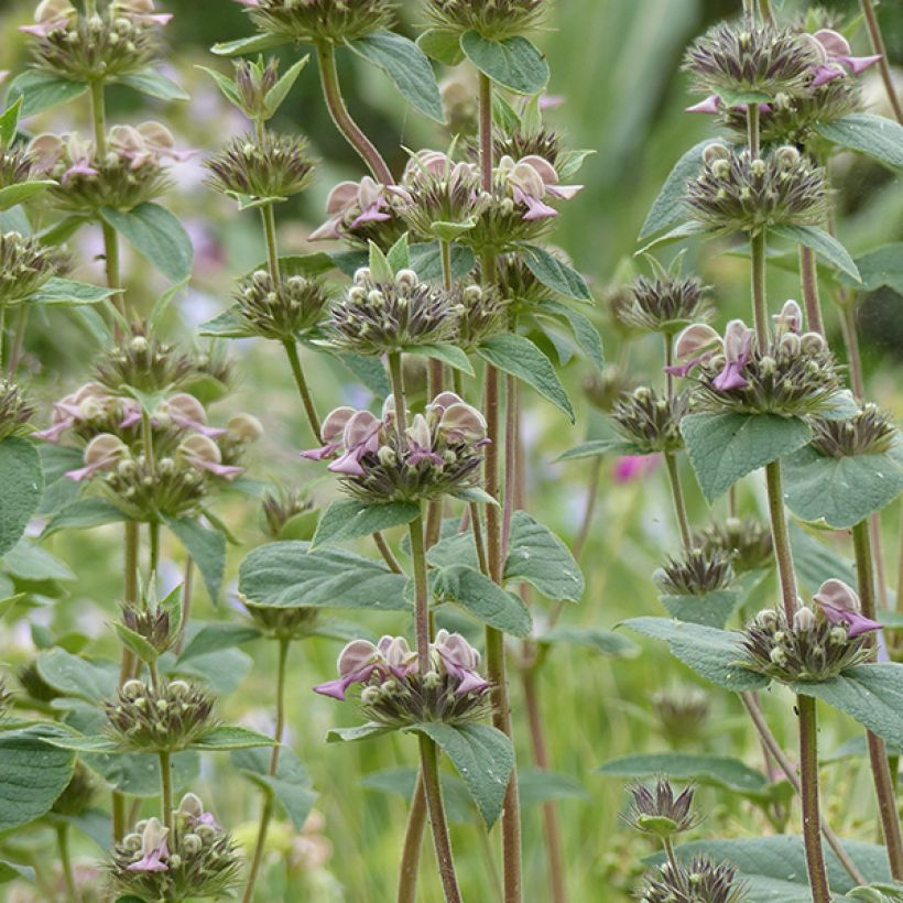 Sauge de Jerusalem - Phlomis samia (Floraison)