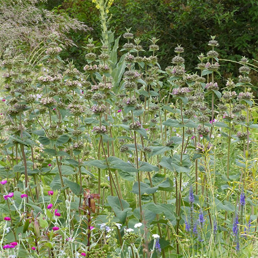 Sauge de Jerusalem - Phlomis samia (Port)