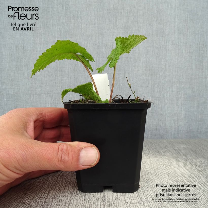 Spécimen de Phlomis tubéreux - Phlomis tuberosa Amazone Godet de 9cm tel que livré au printemps