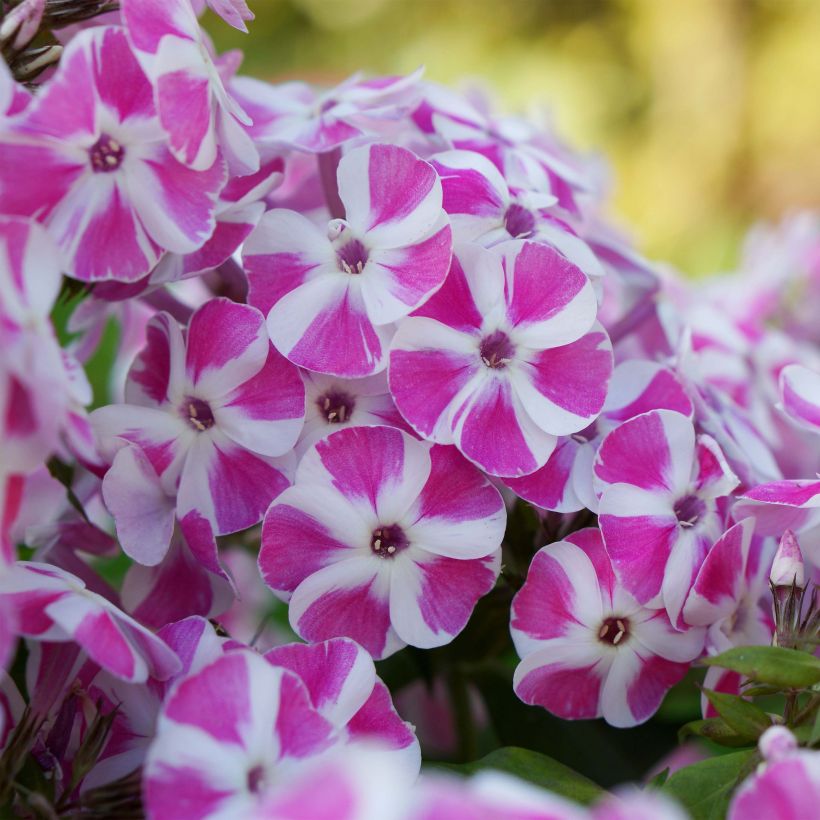 Phlox paniculata Bambini Candy Crush (Floraison)