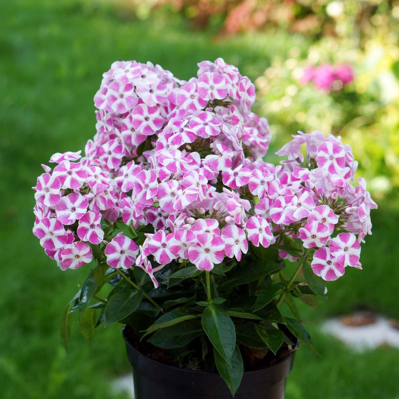 Phlox paniculata Bambini Candy Crush (Port)