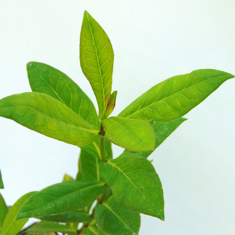 Phlox paniculata Bambini Desire (Feuillage)