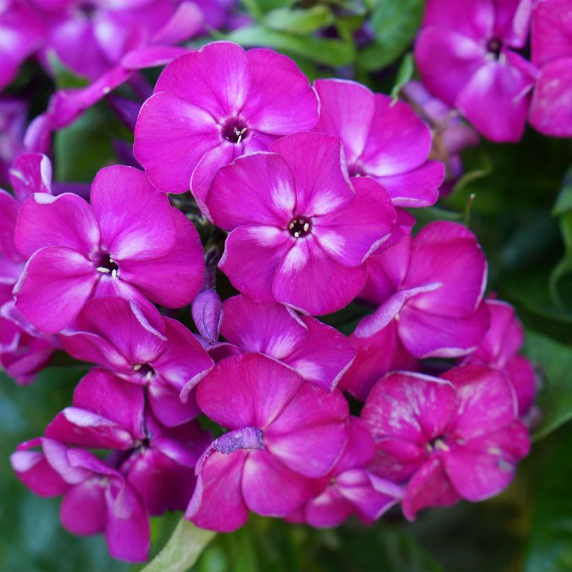 Phlox paniculata Bambini Desire (Floraison)