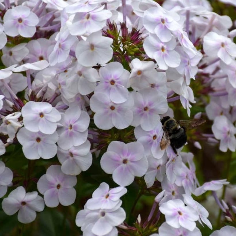 Phlox Fashionably Early Crystal - Phlox hybride (Floraison)