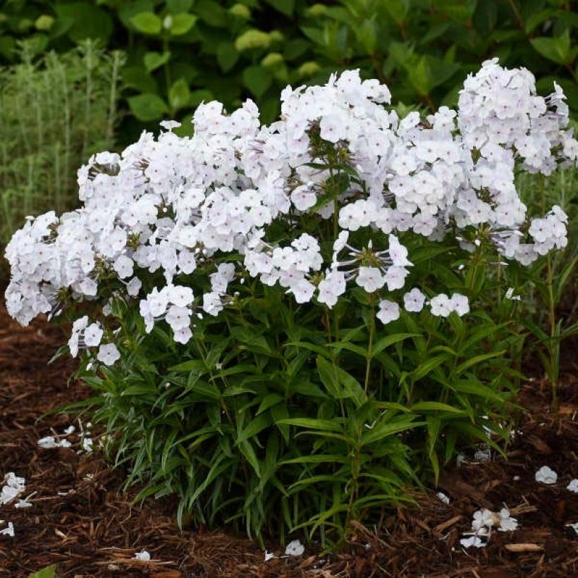 Phlox Fashionably Early Crystal - Phlox hybride (Port)