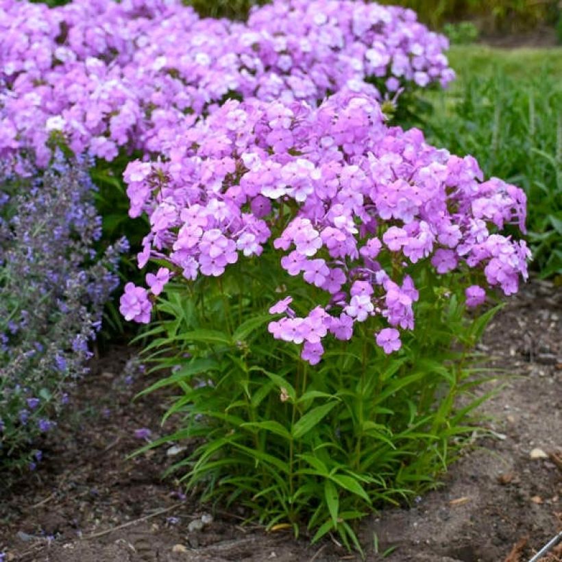 Phlox Fashionably Early Flamingo - Phlox hybride (Port)