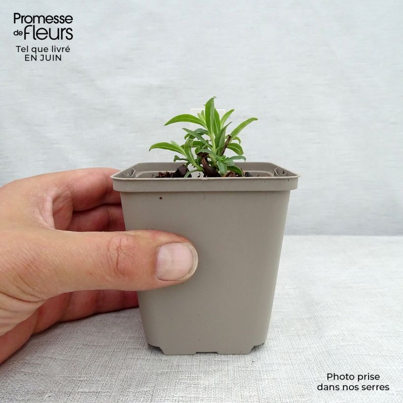 Spécimen de Phlox Fashionably Early Flamingo - Phlox hybride tel que livré en ete