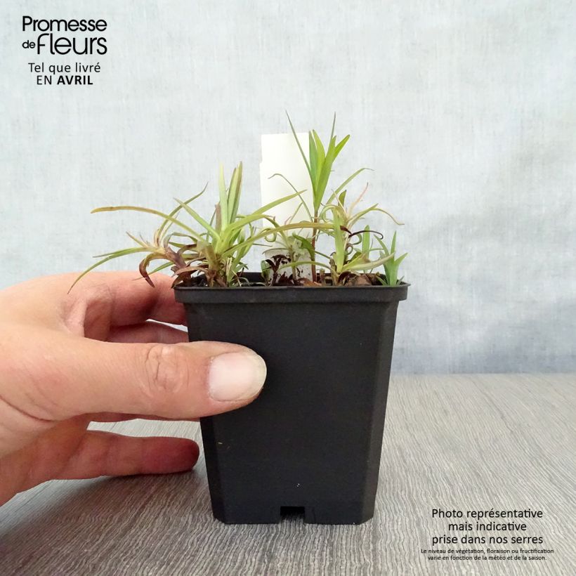 Spécimen de Phlox Fashionably Early Flamingo - Phlox hybride Godet de 9cm tel que livré au printemps