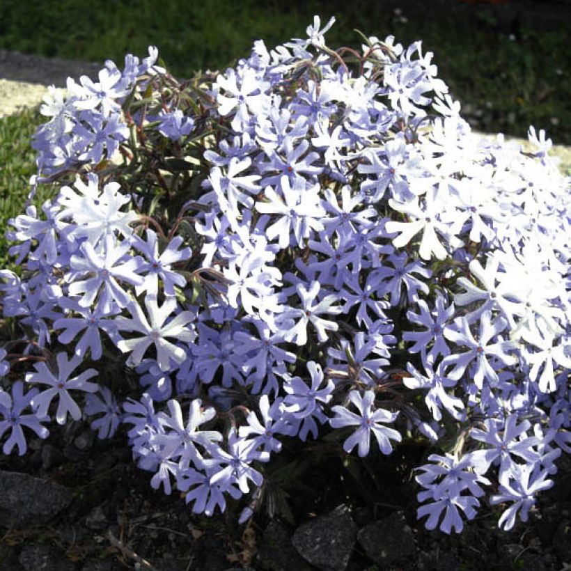 Phlox bifida Minima Colvin (Floraison)