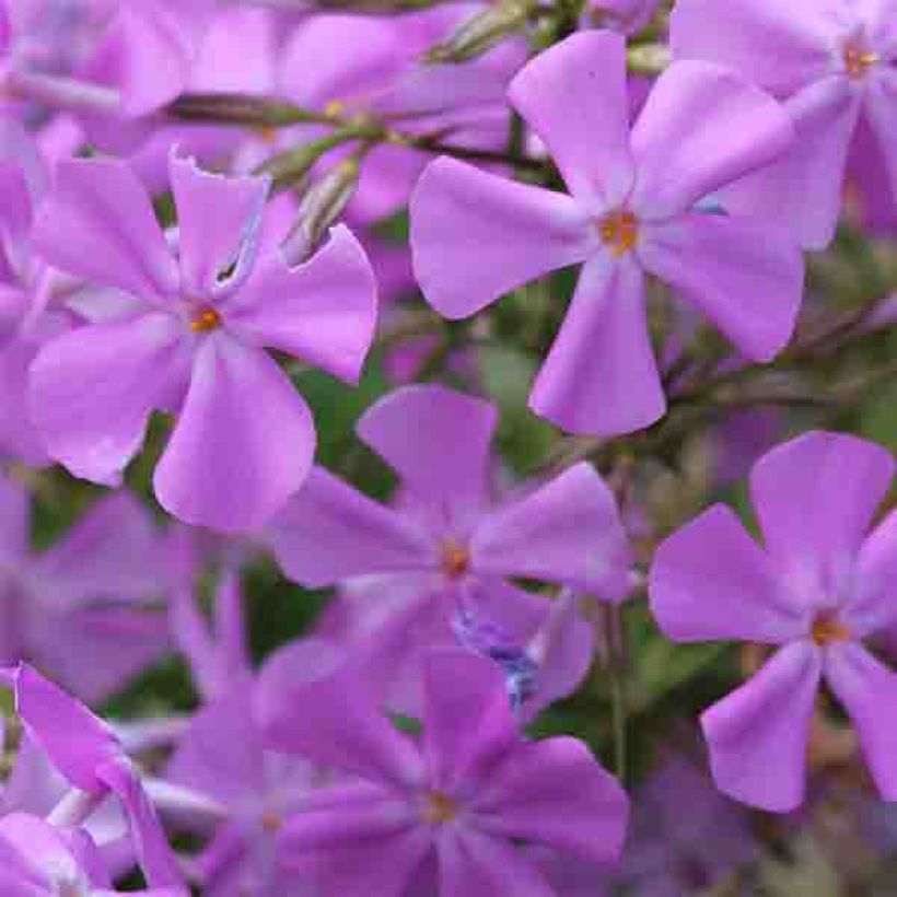 Phlox carolina Bill Baker (Floraison)