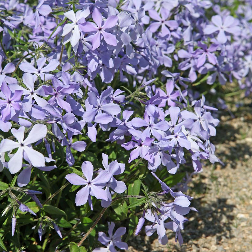 Phlox divaricata Clouds of Perfume (Port)