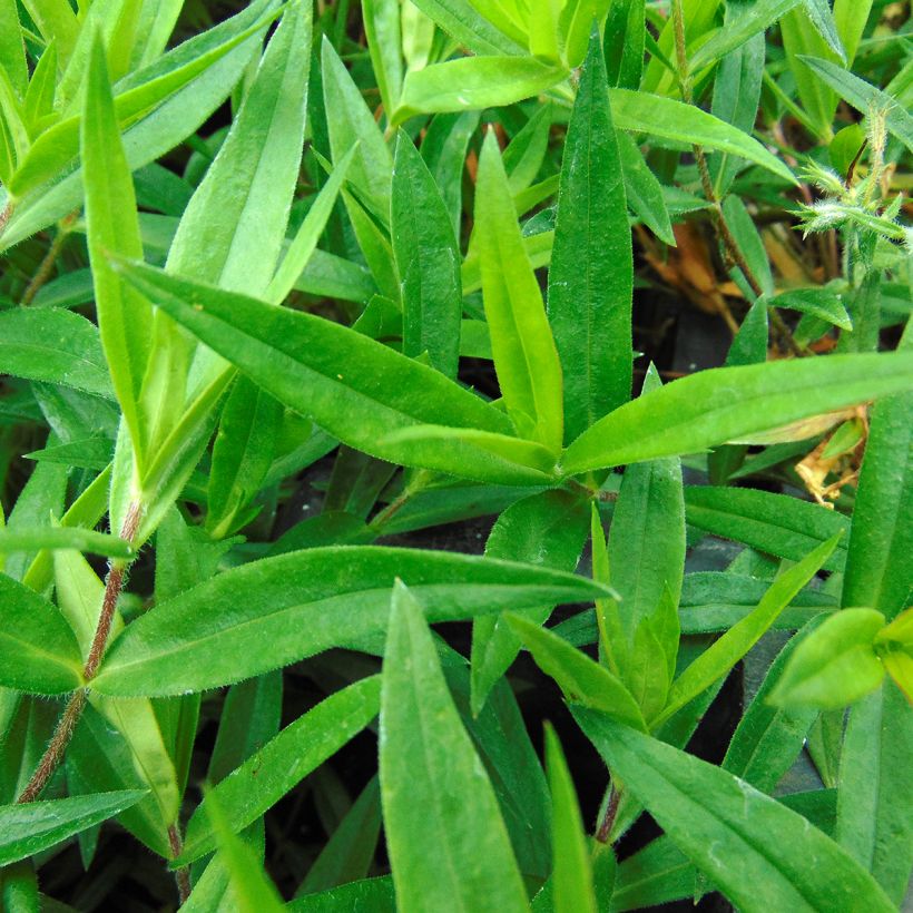 Phlox divaricata Chattahoochee (Feuillage)