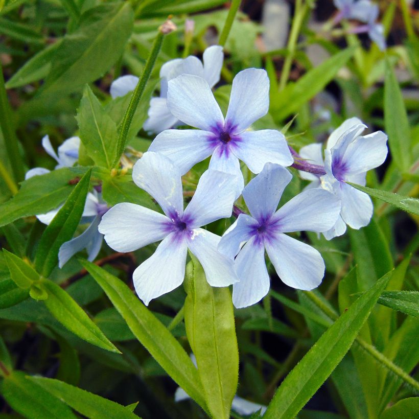 Phlox divaricata Chattahoochee (Floraison)