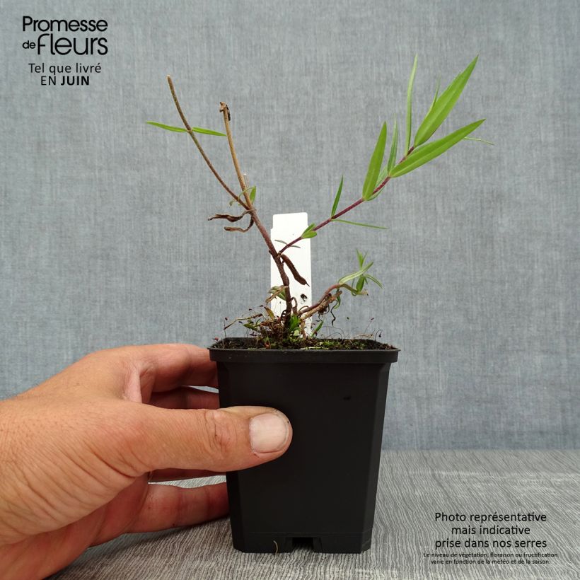 Spécimen de Phlox divaricata Chattahoochee Godet de 8/9 cm tel que livré en été