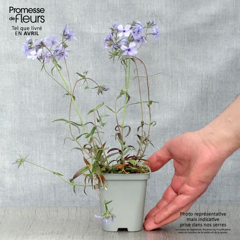 Spécimen de Phlox divaricata Chattahoochee en godet de 9 cm tel que livré au printemps