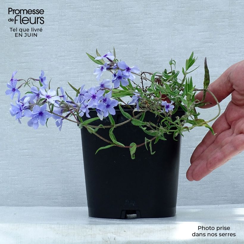 Spécimen de Phlox divaricata Chattahoochee Pot de 2L/3L tel que livré en été