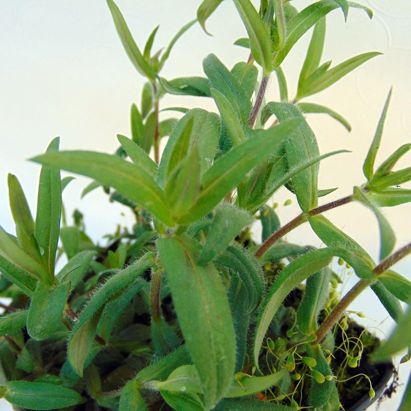 Phlox divaricata Dirigo Ice (Feuillage)