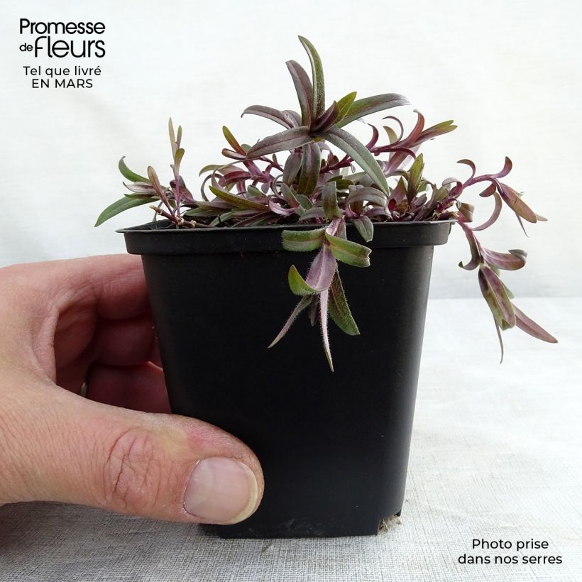 Spécimen de Phlox divaricata White Perfume en godet de 9 cm tel que livré au printemps