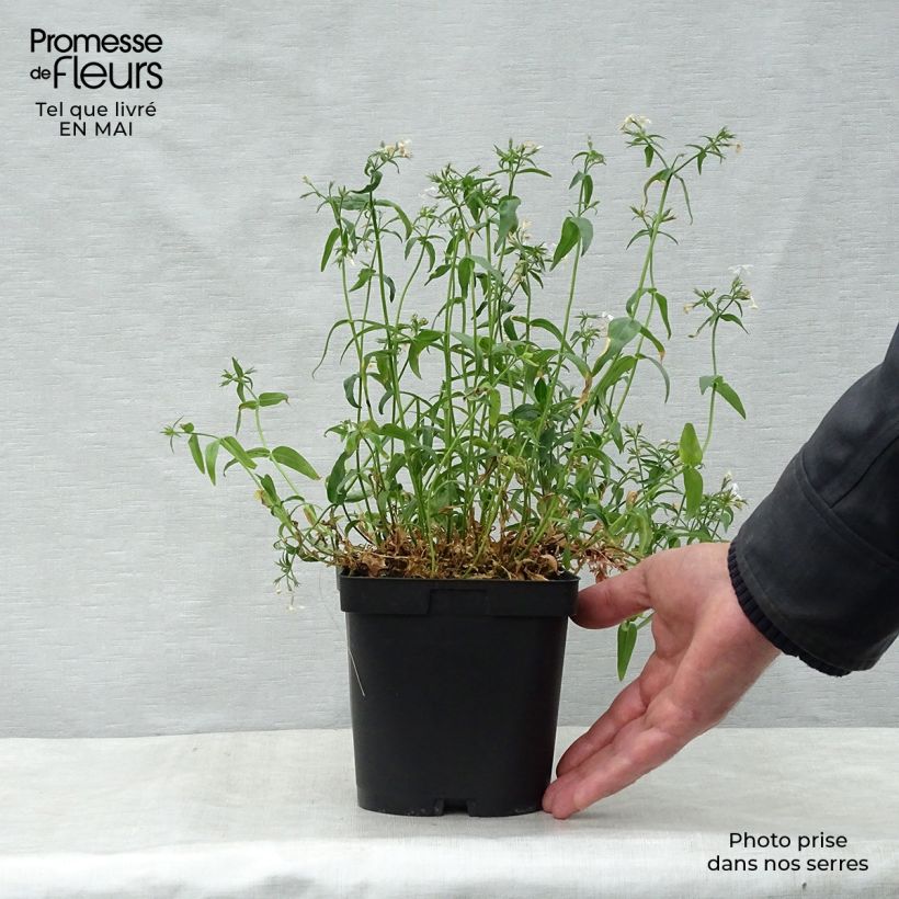 Spécimen de Phlox divaricata White Perfume en pot de 2/3 litres tel que livré au printemps