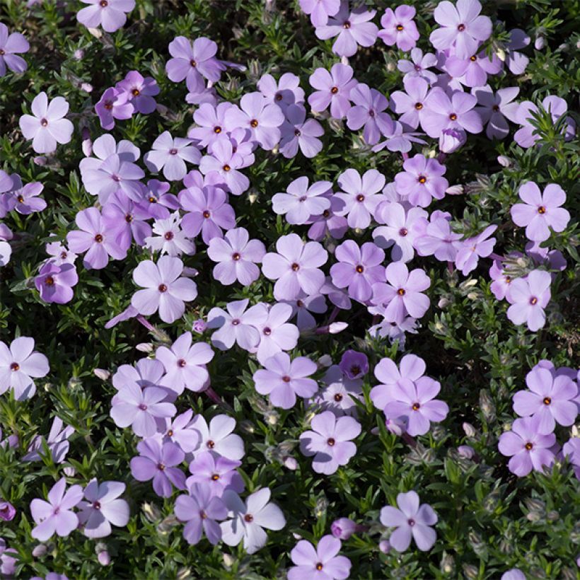 Phlox douglasii Lilac Cloud - Phlox mousse (Floraison)