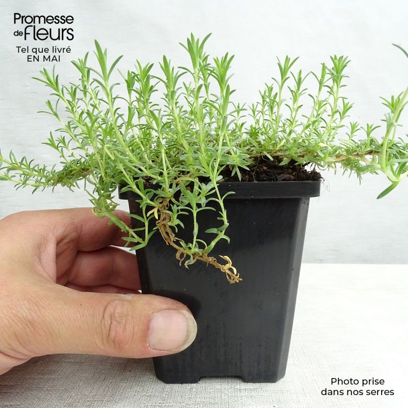 Spécimen de Phlox douglasii Lilac Cloud - Phlox mousse Godet de 8 cm tel que livré au printemps