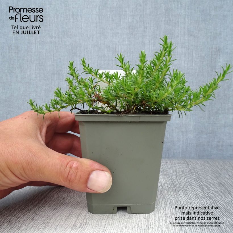 Spécimen de Phlox douglasii Lilac Cloud - Phlox mousse Godet de 8/9 cm tel que livré en été