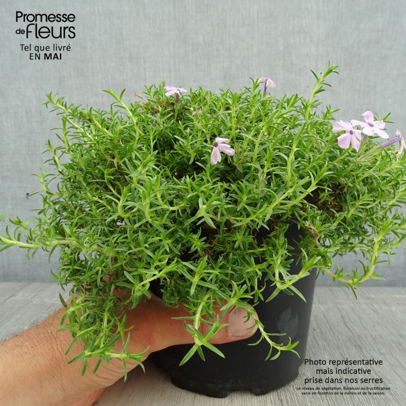Spécimen de Phlox douglasii Lilac Cloud - Phlox mousse en pot de 2L/3L tel que livré au printemps