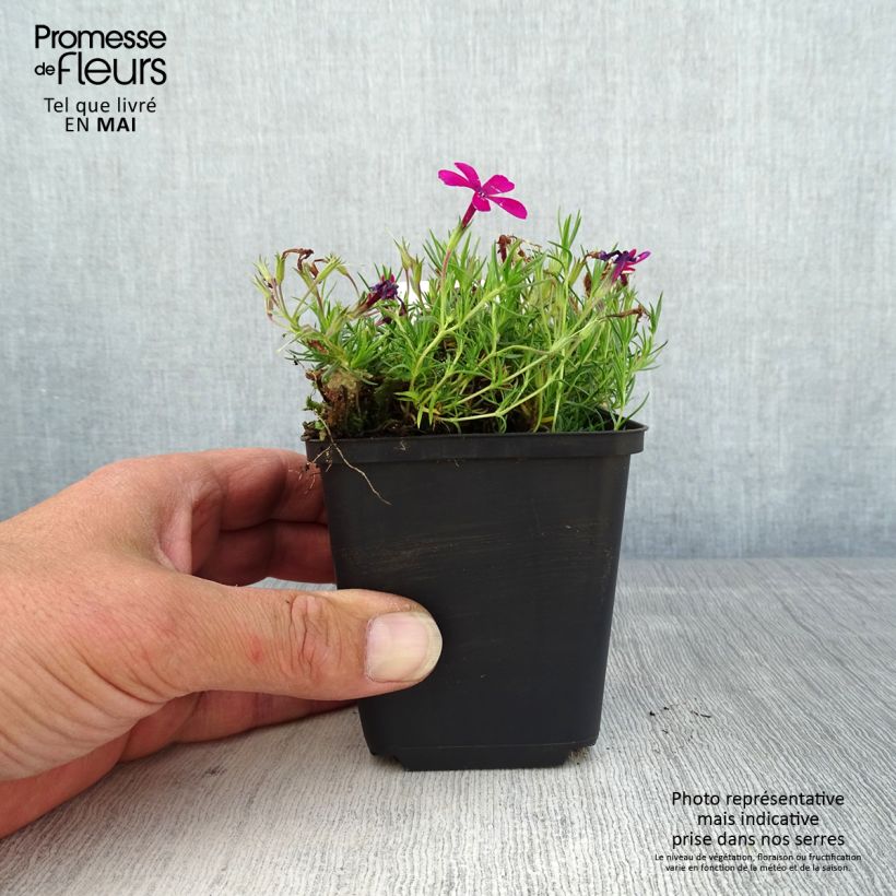 Spécimen de Phlox douglasii Ochsenblut - Phlox mousse - Godet de 8/9 cm tel que livré au printemps