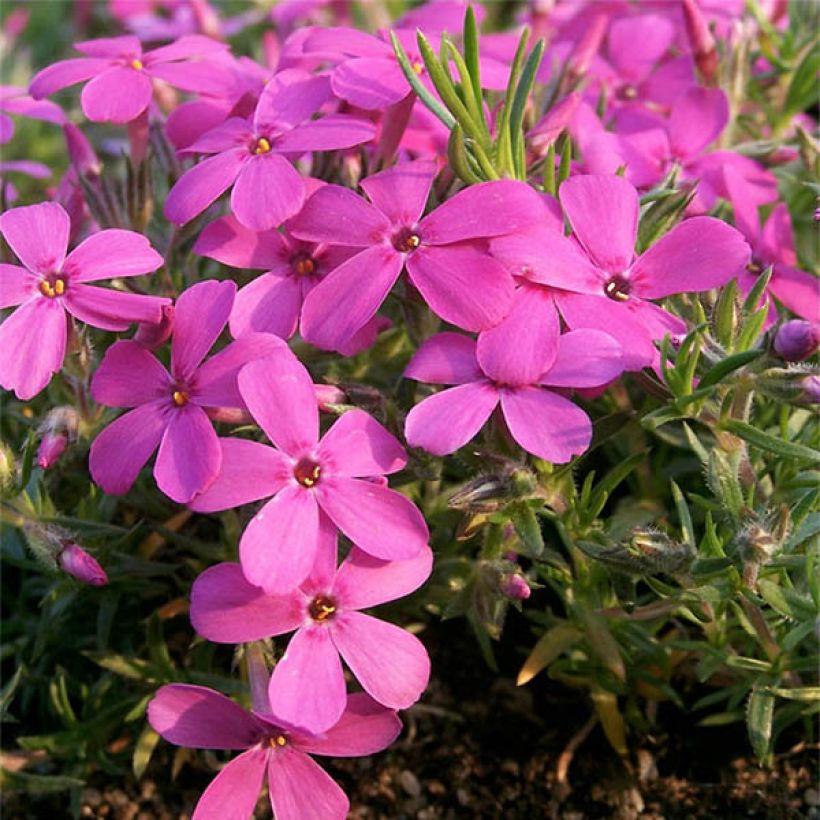 Phlox douglasii Waterloo - Phlox mousse (Floraison)