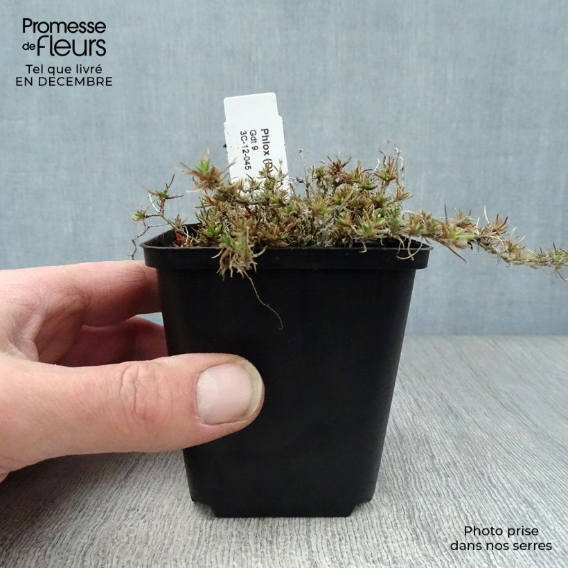 Spécimen de Phlox douglasii Waterloo - Phlox mousse Godet de 8/9 cm tel que livré en hiver