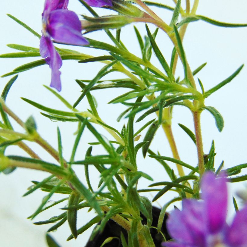 Phlox douglasii Waterloo - Phlox mousse (Feuillage)