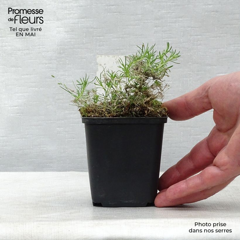 Spécimen de Phlox douglasii Waterloo - Phlox mousse Godet de 9cm tel que livré au printemps