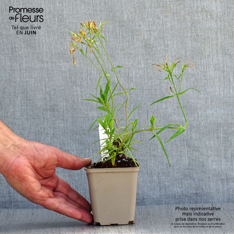 Spécimen de Phlox hybride Forever Pink - Phlox nain Godet de 8/9 cm tel que livré en été
