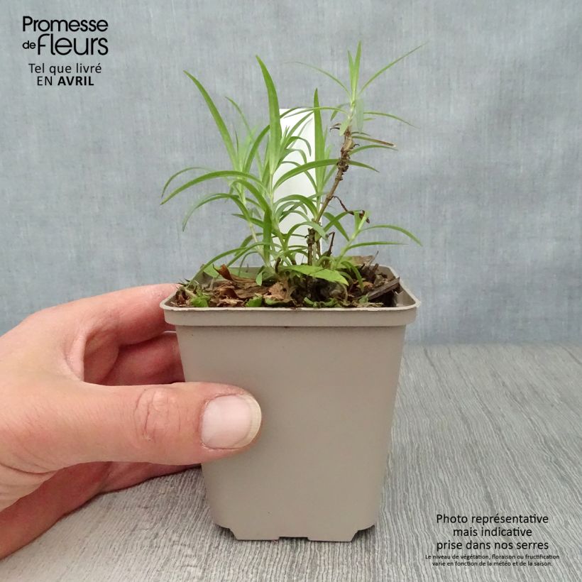 Spécimen de Phlox hybride Forever Pink - Phlox nain Godet de 9cm tel que livré au printemps