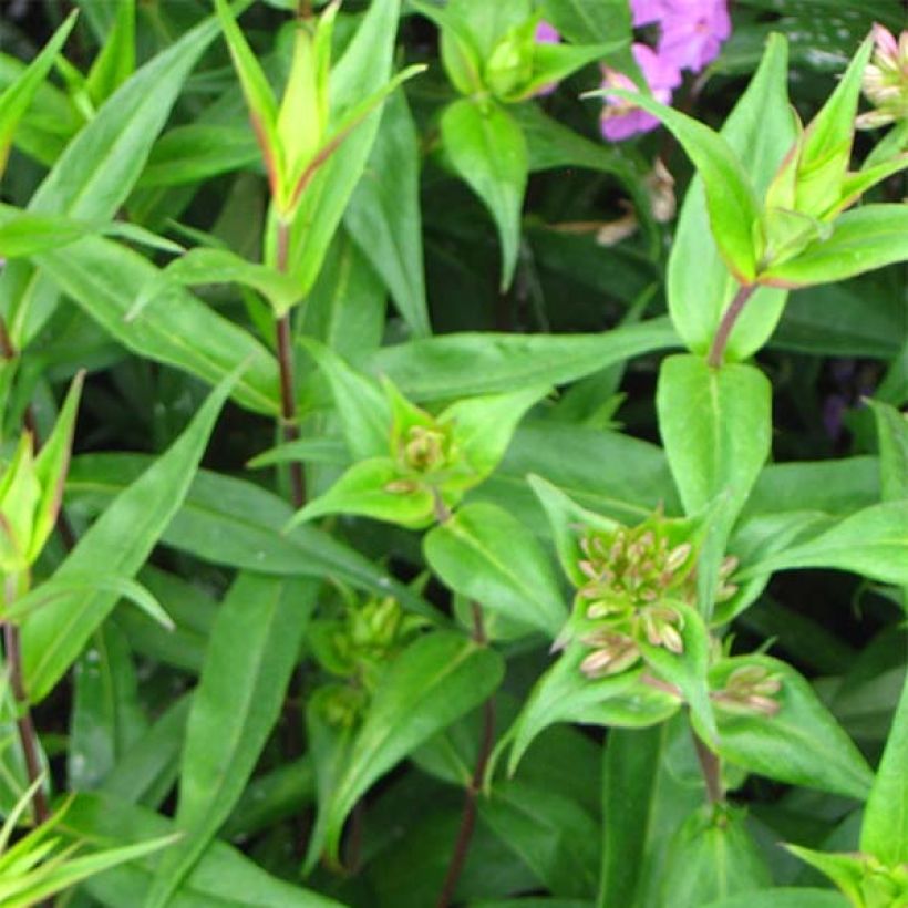 Phlox maculata Alpha (Feuillage)