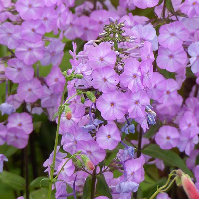 Phlox maculata Alpha (Floraison)