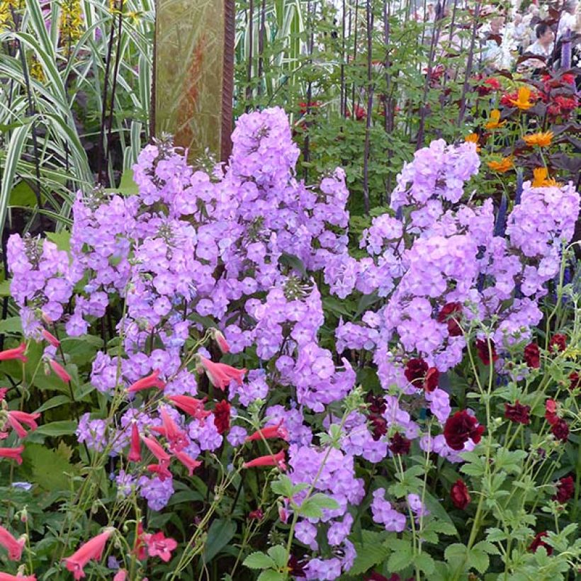 Phlox maculata Alpha (Port)