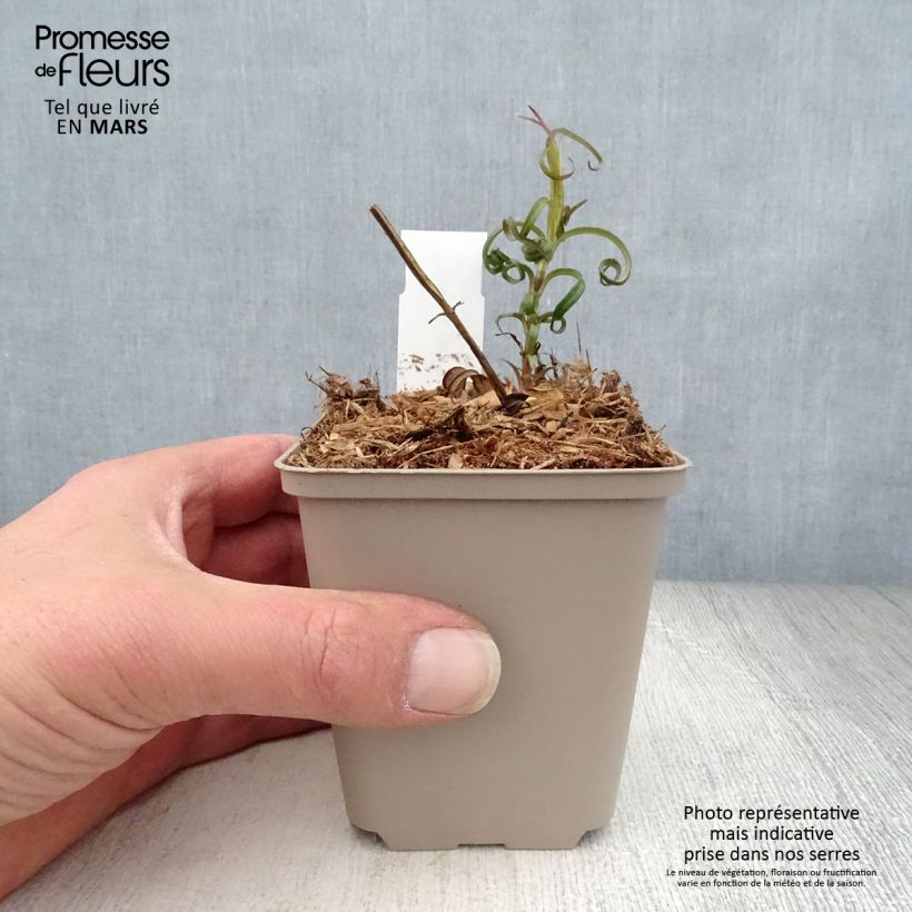 Spécimen de Phlox maculata Alpha Godet de 9cm tel que livré au printemps