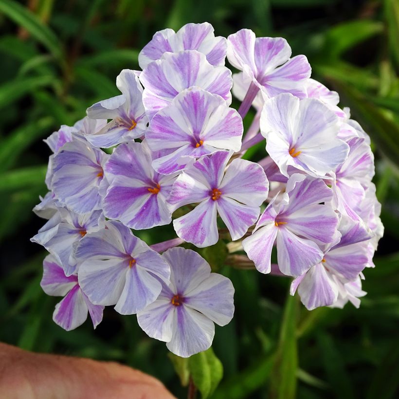 Phlox maculata Natasha (Floraison)