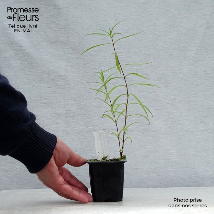 Spécimen de Phlox maculata Natasha Godet de 9cm tel que livré au printemps