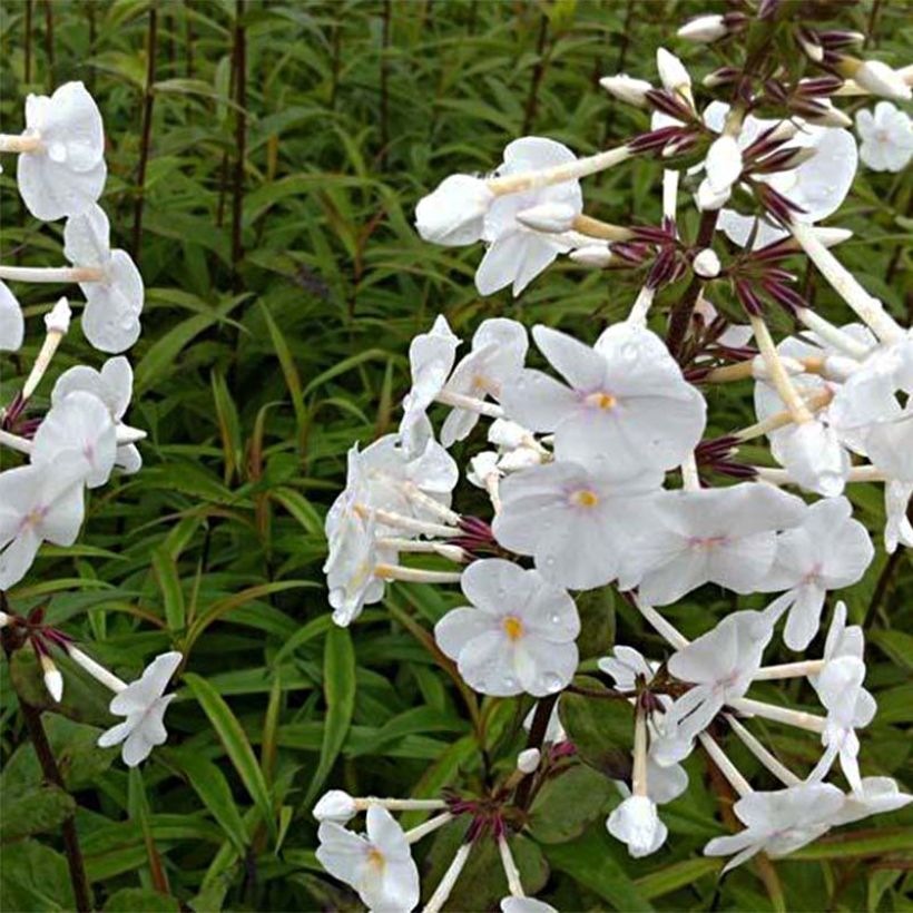 Phlox maculata Omega (Feuillage)