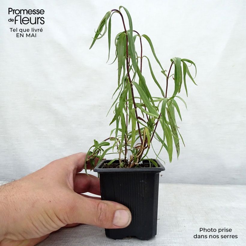 Spécimen de Phlox maculata Omega tel que livré au printemps