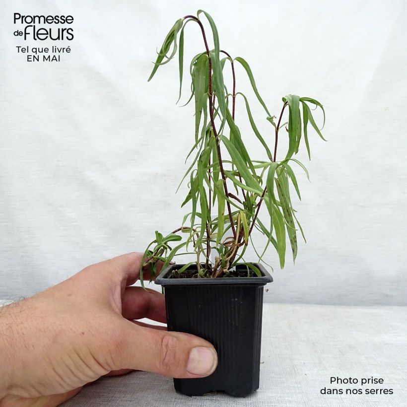Spécimen de Phlox maculata Omega Godet de 9cm tel que livré au printemps