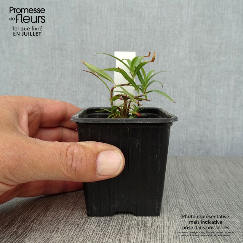 Spécimen de Phlox maculata Omega Godet de 8/9 cm tel que livré en été