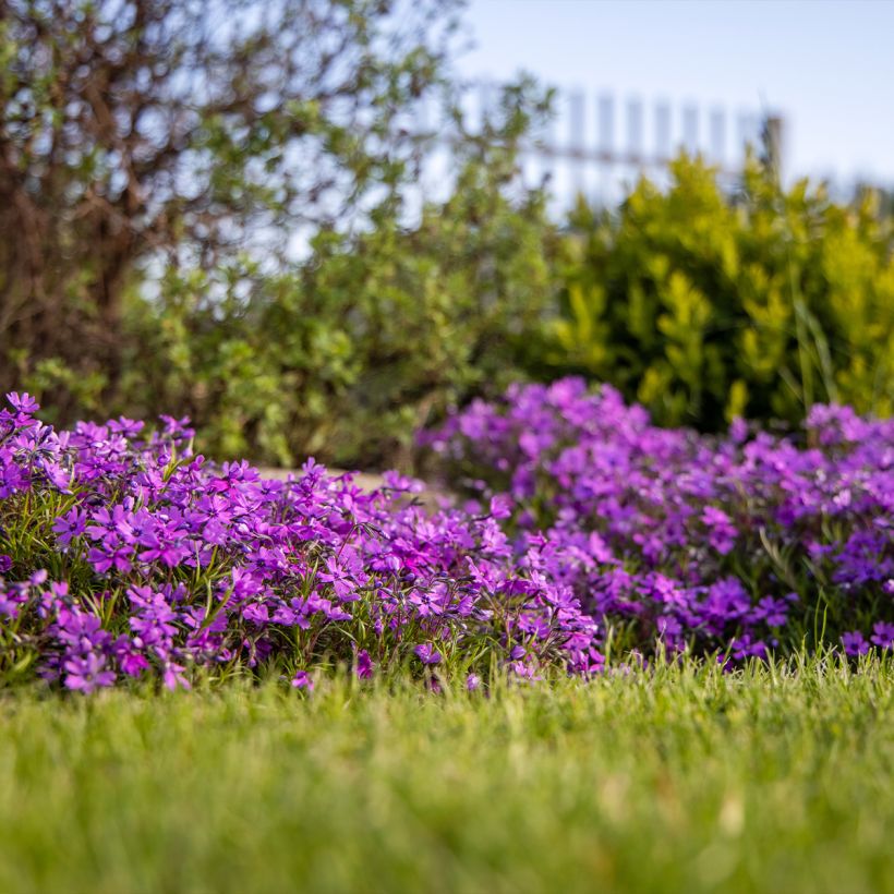 Phlox subulata Atropurpurea - Phlox mousse (Port)